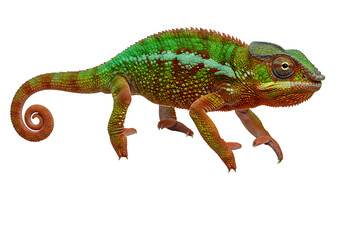 Obraz premium A multicolored chameleon with a curled tail stands against a black background