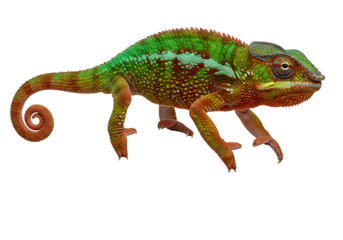 A multicolored chameleon with a curled tail stands against a black background