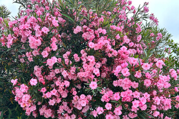 Beautiful pink flowering oleander (Nerium Oleander) subtropical shrub in full bloom.