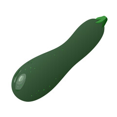 Fresh Whole Dark Green Zucchini Vegetable Vector Illustration