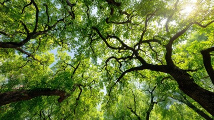 Fototapeta premium Stunning view of lush green treetops from below with sunlight filtering through.