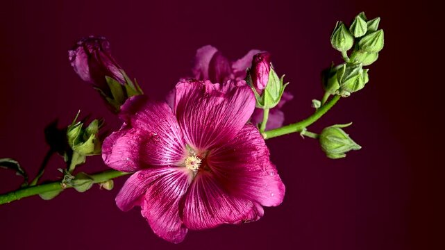 Pink Malva Bloom Flowers and Buds on a color Background