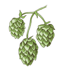 Fototapeta premium Hand drawn hop branch vector