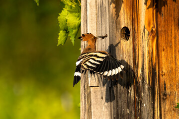 Wiedehopf bringt Futter zum Nest