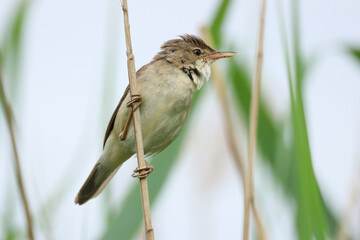 A singing Reed Warbler, Acrocephalus scirpaceus, perching on a reed in a reedbed growing at the edge of a lake.