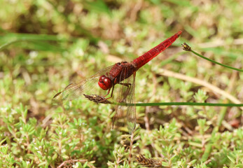A rare Scarlet Darter Dragonfly, Crocothemis erythraea, resting on a plant growing at the edge of a lake.