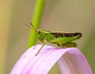 Grasshopper on Pink Petal