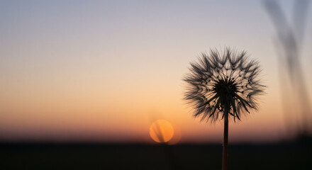 Fototapeta premium Dandelion Silhouette at Sunset