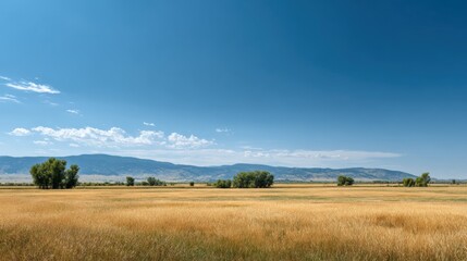 Obraz premium Expansive open field with golden grass under clear blue sky and distant mountains.