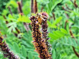 Purple long flower amorpha with nectar collecting bee blooms on bush.