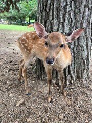 Young Deer in Nara Japan - a young deer stands calmly in nara park, japan, surrounded by soft natural light and serene surroundings. known for their friendly interaction with visitors