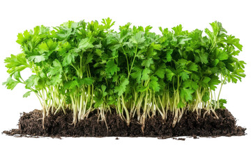 Fresh parsley growing Herbs organic culinary garden Leafy green parsley plant culinary herb