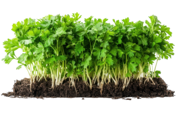 Fresh parsley growing Herbs organic culinary garden Leafy green parsley plant culinary herb