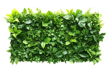 Obraz premium Lush green hedge plant texture, leafy foliage wall panel. Dense garden shrub greenery for landscaping design and decor isolated on Transparent Background