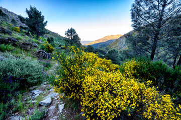Piornos en primavera