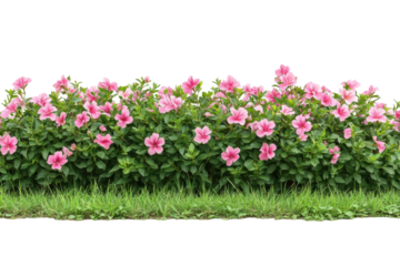 Pink Hibiscus Bloom Garden Bed Isolated on Black Flowers Bush and Green Leaves Nature Photography