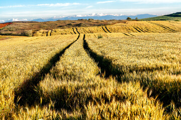 Rodadas en los campos de trigo