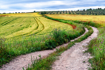 Camino entre sembrados y olivos