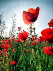 Campo de amapolas