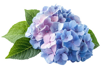 Floral Delight A Blooming Hydrangea Blossom Displaying Delicate Pastel Blue and Pink Hues Isolated