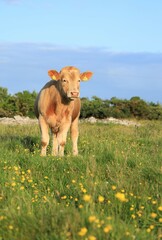 Cattle: a Charolais breed bullock standing in meadow in rural Ireland in summertime 