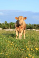 Cattle: Charolais breed bullock standing in field on farmland in rural Ireland in summertime 