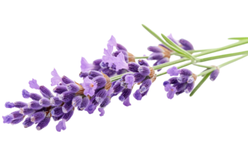 Lavender Bloom on Black Background Close Up Beauty Floral Aromatherapy Herbal Medicine Purple Hues