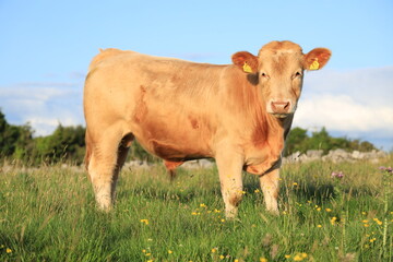 Cattle: a Charolais breed bullock standing in long grass in meadow on farm in rural Ireland in summertime 