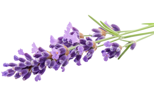 Lavender Bloom on Black Background Close Up Beauty Floral Aromatherapy Herbal Medicine Purple Hues