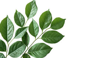 Fototapeta premium Lush Green Leaves Against Dark Backdrop A Study in Nature s Delicate Veins and Botanical Freshness