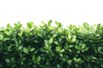 Green leaf bush foliage garden landscape plant background nature leaves outdoor freshness growth