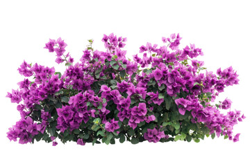 Bougainvillea spectabilis in bloom Vivid purple flowers lush foliage botanical beauty isolated on