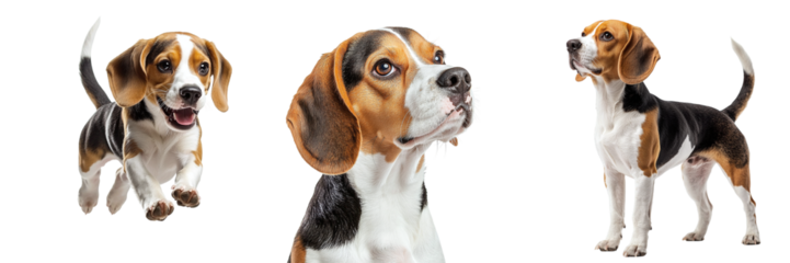 Set of cute purebred beagle dogs isolated on transparent background PNG