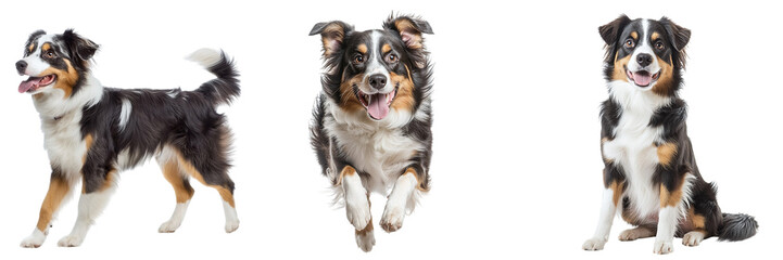 Set of cute Australian shepherd isolated on transparent background PNG