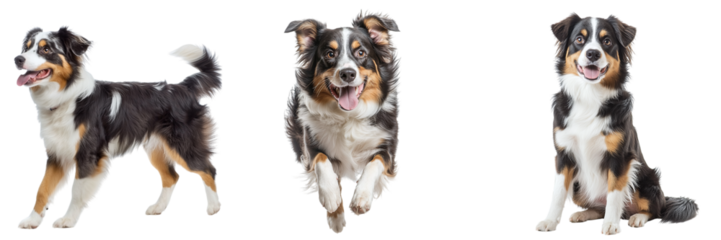 Set of cute Australian shepherd isolated on transparent background PNG