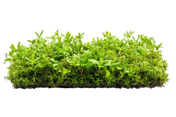 Obraz premium Fresh green moss clump, lush forest groundcover texture. Natural plant foliage for ecology, terrarium and botanical design isolated on Transparent Background