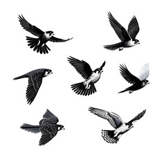 Fototapeta premium Collection of Flying Peregrine Falcons with Varied Wing Positions on a White Background