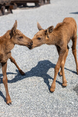 Two newborn moose playing with each other, Norway