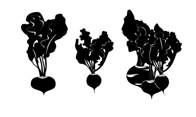 silhouettes of beetroot, radish, kohlrabi isolated on white background. vector illustration

