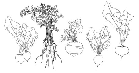 Set of vegetables with roots and leaves. Drawings of carrots, radishes, turnips, kohlrabi and beets. Black and white vector illustration isolated on transparent background.