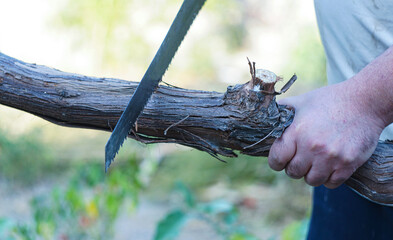 A man is cutting a grapevine with a saw.