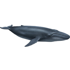 Naklejka premium Grayishblue whale floats Smooth skin visible eye and horizontal mouth lines define it