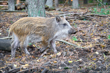 Wild boar crossing the autumn forest, natural scene with earthy tones.