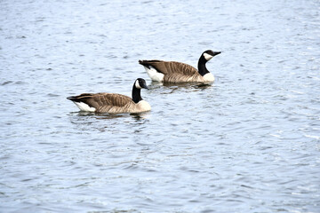 Two Canada geese swim leisurely on calm water. A harmonious nature motif