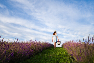 Woman in a lavender field carrying a basket. A summer day in the countryside.