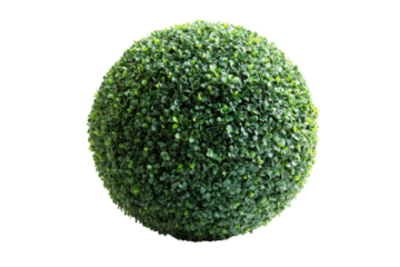 Green sphere foliage leaves detail against black backdrop lush botany shape nature environment