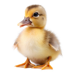 Fototapeta premium Duckling cute pose isolated on transparent background
