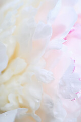 Delicate white peony petals with soft pink accents in macro view. Gentle and dreamy floral texture. 