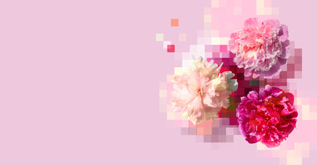 Creative composition of white and pink peony flowers on light pink background. Floral collage with...