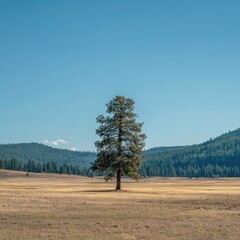 Lone pine in a golden meadow under a vast blue sky